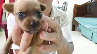 Cute Puppies - Funny and Cute Dog Videos Compilation 2023 - Part 23