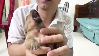 Cute Puppies - Funny and Cute Dog Videos Compilation 2023 - Part 23