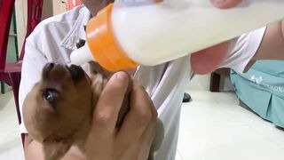 Cute Puppies - Funny and Cute Dog Videos Compilation 2023 - Part 23