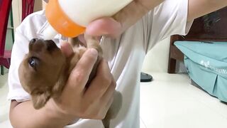 Cute Puppies - Funny and Cute Dog Videos Compilation 2023 - Part 23