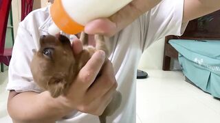 Cute Puppies - Funny and Cute Dog Videos Compilation 2023 - Part 23