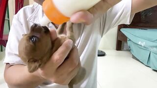 Cute Puppies - Funny and Cute Dog Videos Compilation 2023 - Part 23