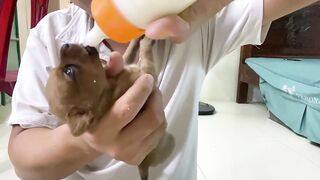 Cute Puppies - Funny and Cute Dog Videos Compilation 2023 - Part 23