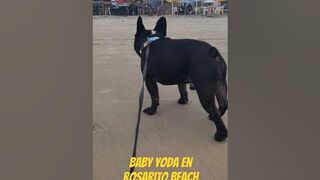 Baby Yoda en Rosarito Beach #viral #babyyoda #yoda #rosaritobeach #RosaritoBC #Rosarito #reels #reel