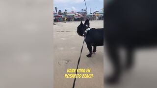 Baby Yoda en Rosarito Beach #viral #babyyoda #yoda #rosaritobeach #RosaritoBC #Rosarito #reels #reel