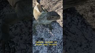 #iguana #island #travel #explore #beautifuldestinations #turksandcaicos #caribbean#summer #beach#sun