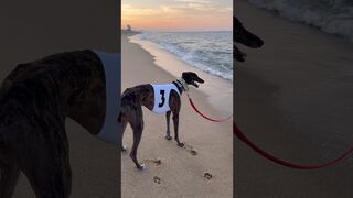 Our Greyhound's Unromantic Beach Expedition