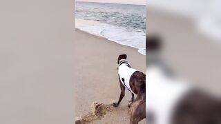 Our Greyhound's Unromantic Beach Expedition