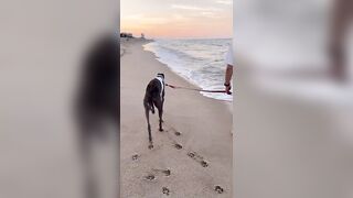 Our Greyhound's Unromantic Beach Expedition