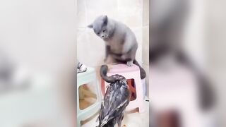 Funny animals 2023???? - Funniest Cats and Dogs Video????????315 #shorts