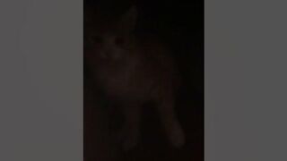 Что он там делал? ???? #cat #animals #котики #meme #ржака #tiktok #funny