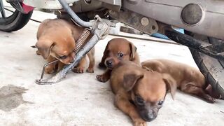 Cute Puppies - Funny and Cute Dog Videos Compilation 2023 - Part 25