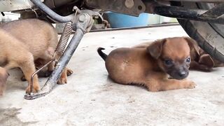 Cute Puppies - Funny and Cute Dog Videos Compilation 2023 - Part 25