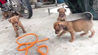 Cute Puppies - Funny and Cute Dog Videos Compilation 2023 - Part 25