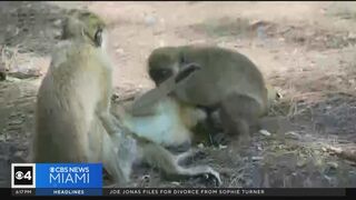 Dania Beach Vervet Project seeks donations to upgrade monkey sanctuary