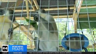 Dania Beach Vervet Project seeks donations to upgrade monkey sanctuary