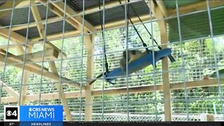 Dania Beach Vervet Project seeks donations to upgrade monkey sanctuary