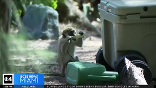 Dania Beach Vervet Project seeks donations to upgrade monkey sanctuary