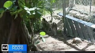 Dania Beach Vervet Project seeks donations to upgrade monkey sanctuary