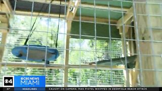 Dania Beach Vervet Project seeks donations to upgrade monkey sanctuary