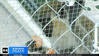 Dania Beach Vervet Project seeks donations to upgrade monkey sanctuary