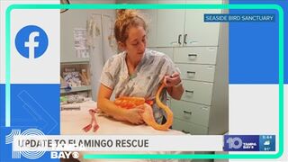 Flamingo rescued in water off St. Pete Beach making progress, SPCA Tampa Bay says