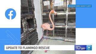 Flamingo rescued in water off St. Pete Beach making progress, SPCA Tampa Bay says