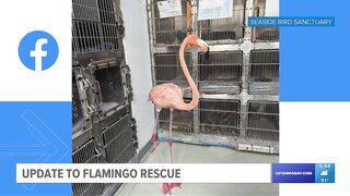 Flamingo rescued in water off St. Pete Beach making progress, SPCA Tampa Bay says