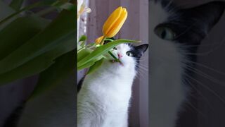 Funny animals 2023???? - Funniest Cats and Dogs Video????????318 #shorts