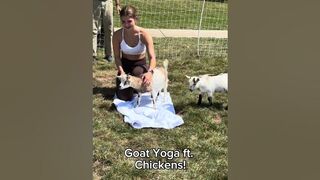 Goat Yoga at Alvernia University! #goats #goatyoga #chicken