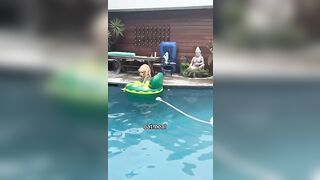 Full compilation is live on my channel! #PoolTime #youtubeshorts #shorts #swimmingdog #golden