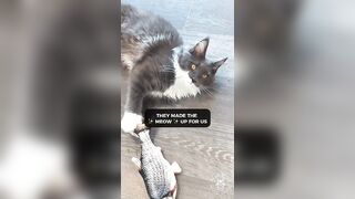 2023 Cat Video Compilation | Cute Maine Coons Cats | TikTok