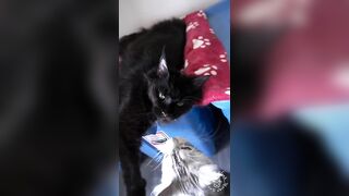 2023 Cat Video Compilation | Cute Maine Coons Cats | TikTok