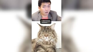 2023 Cat Video Compilation | Cute Maine Coons Cats | TikTok