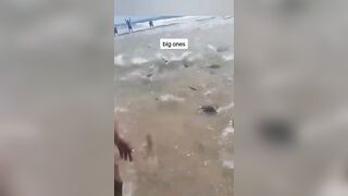 Big Catch at Mayaro Beach in Trinidad