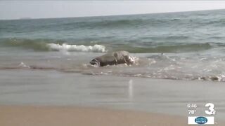 Sea turtles nest at Dam Neck Beach under the watchful eyes of NAS Oceana