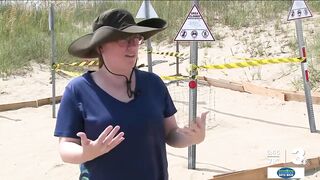 Sea turtles nest at Dam Neck Beach under the watchful eyes of NAS Oceana