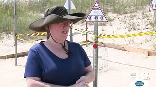 Sea turtles nest at Dam Neck Beach under the watchful eyes of NAS Oceana