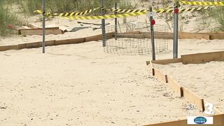 Sea turtles nest at Dam Neck Beach under the watchful eyes of NAS Oceana