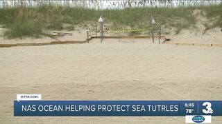 Sea turtles nest at Dam Neck Beach under the watchful eyes of NAS Oceana