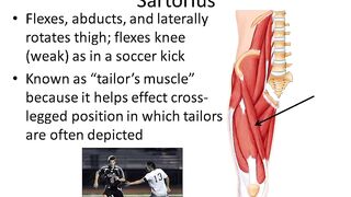 causes of sartorius muscle injury,anatomy, origin, insertion, action , release, stretching, release