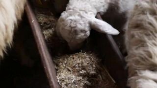 Funny Baby Sheep Compilation and Lamb Sound , Sheep Sound Effect