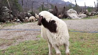 Funny Baby Sheep Compilation and Lamb Sound , Sheep Sound Effect