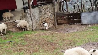 Funny Baby Sheep Compilation and Lamb Sound , Sheep Sound Effect