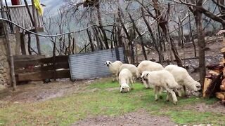 Funny Baby Sheep Compilation and Lamb Sound , Sheep Sound Effect