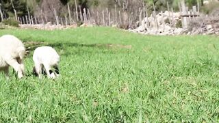 Funny Baby Sheep Compilation and Lamb Sound , Sheep Sound Effect