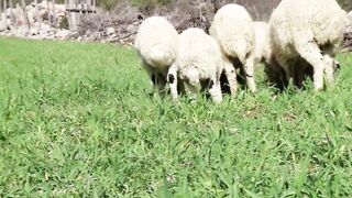 Funny Baby Sheep Compilation and Lamb Sound , Sheep Sound Effect