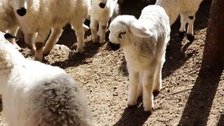 Funny Baby Sheep Compilation and Lamb Sound , Sheep Sound Effect