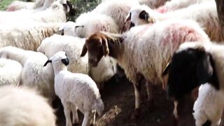 Funny Baby Sheep Compilation and Lamb Sound , Sheep Sound Effect