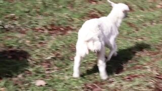 Funny Baby Sheep Compilation and Lamb Sound , Sheep Sound Effect